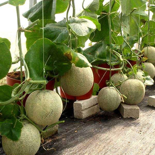 set of 8 best fruit seeds 