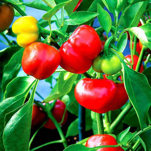 set of 9 colorful capsicum vegetable seeds 