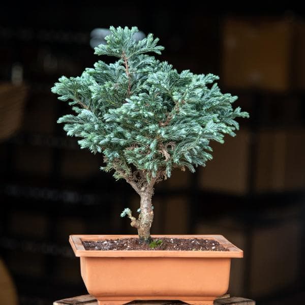 silver cypress bonsai - plant