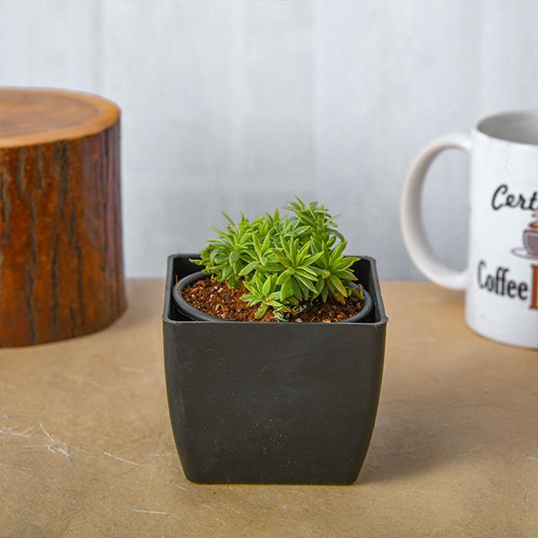 silver sedum - plant