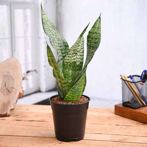 snake plant - plant