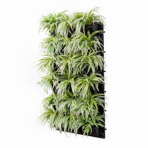 stunning spider plants for attractive indoor vertical garden 