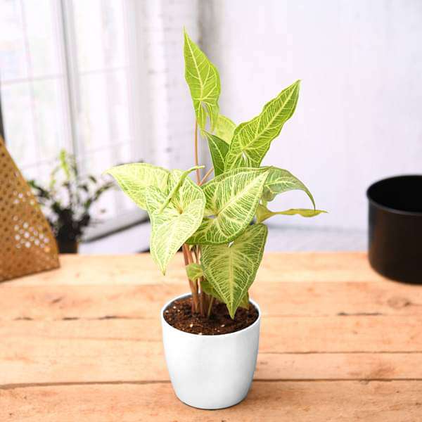 syngonium podophyllum white butterfly - plant