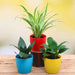 air purifier plants packs 