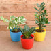 air purifier plants packs 