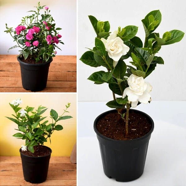 year round flowering plants packs 