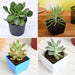 top 4 die hard succulents pack 