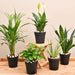 air purifier plants packs 