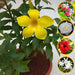 year round flowering plants packs 