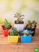 top 5 cute succulents 