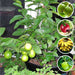 fruit plants packs 