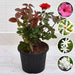 year round flowering plants packs 