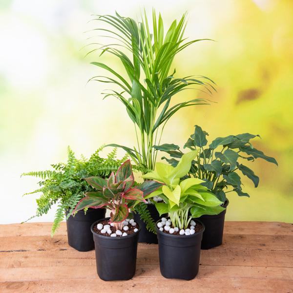 top 5 shade tolerant indoor plants for home 