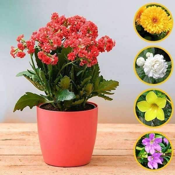 winter flower plants packs 