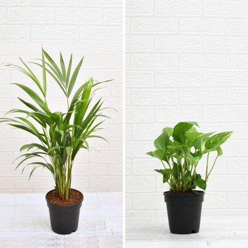 top 2 air purifying plants (areca palm + money plant) 