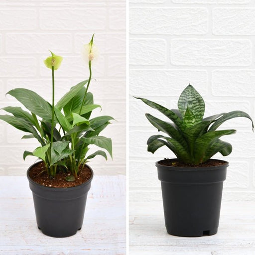 top 2 air purifying plants (peace lily + snake plant) 