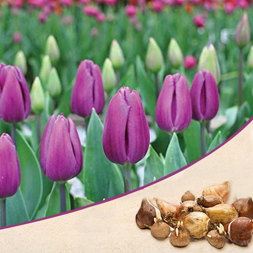 tulip purple flag (purple) - bulbs (set of 5)