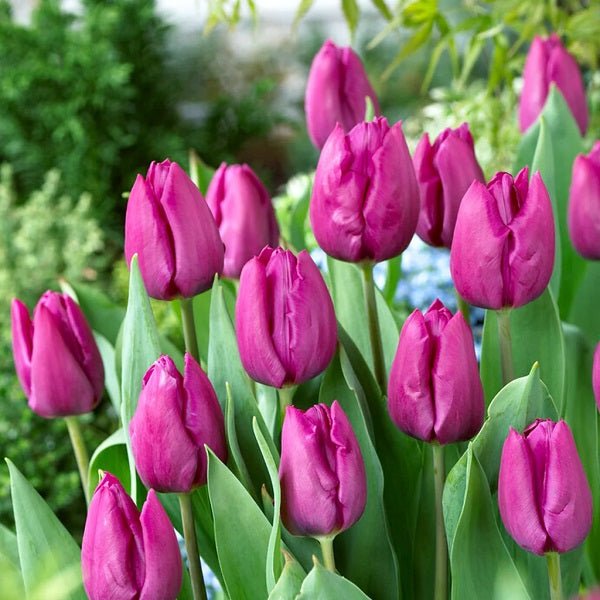 Tulip Purple Raven (Purple) - Bulbs