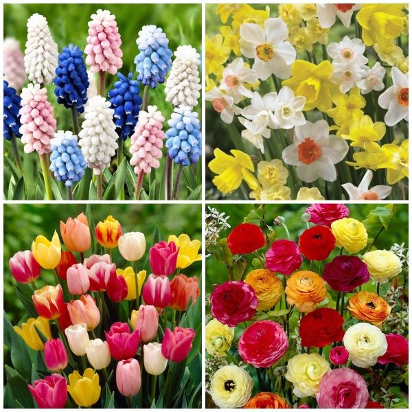 wow winter bulbs (20 bulbs pack) 