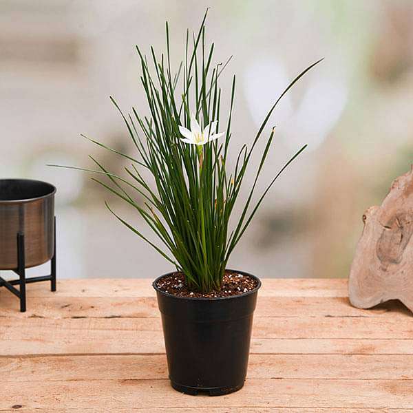 zephyranthes candida (white) - plant