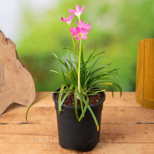 zephyranthes grandiflora - plant