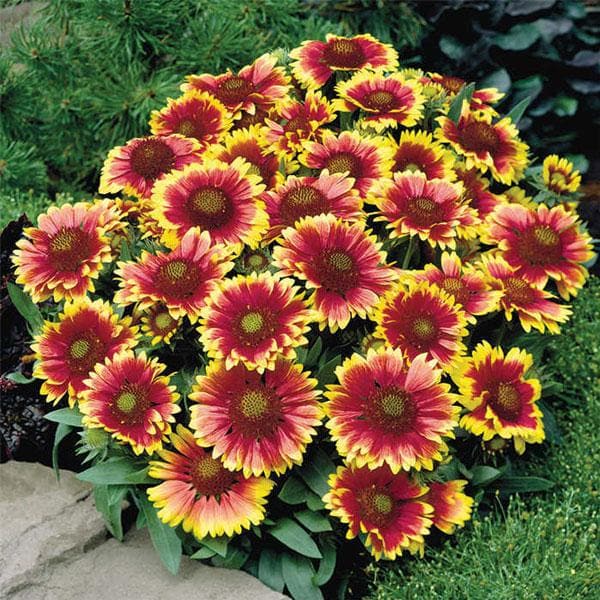 blanketflower - plant