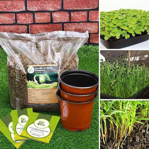 best 3 microgreen seeds - kitchen garden pack