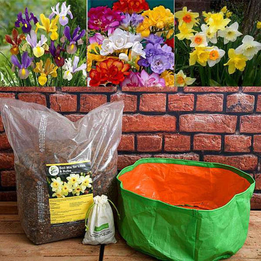 easy to grow winter bulbs - garden pack