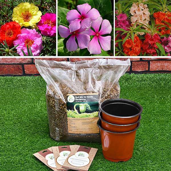 grow flowers through seeds - kids learning garden pack