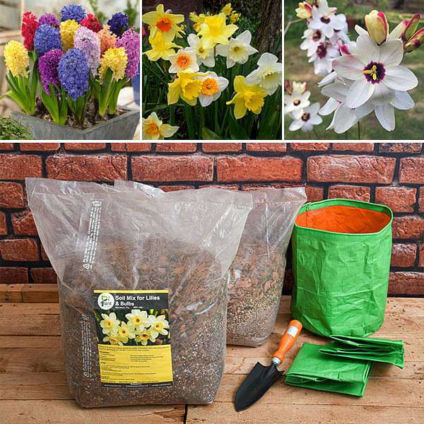 wonderful winter bulbs - garden pack