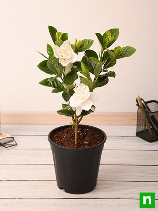 gardenia - plant