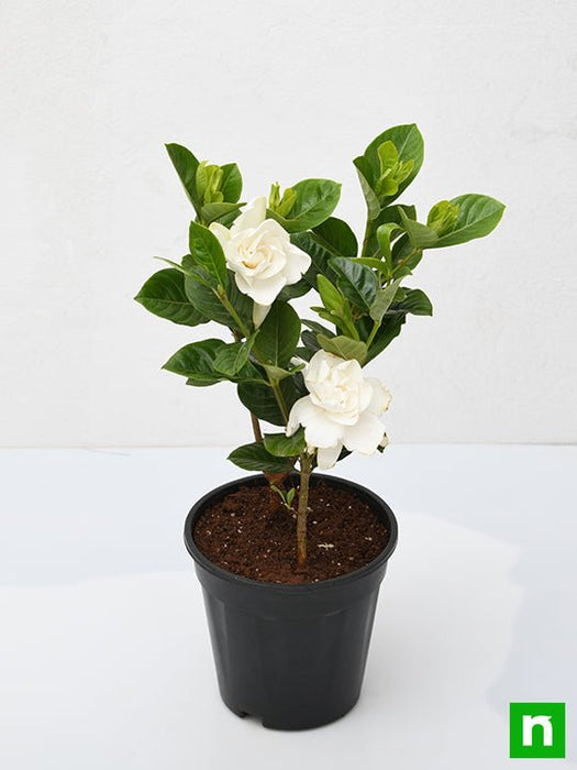 gardenia - plant