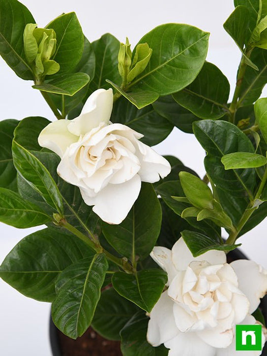 gardenia - plant