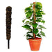 moss stick (2 feet) (set of 2) 