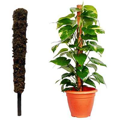 moss stick (3 feet) (set of 2) 