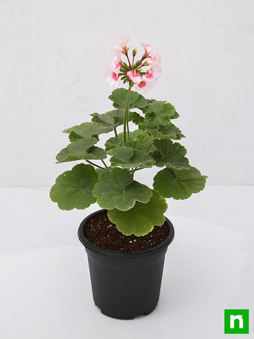 geranium (any color) - plant