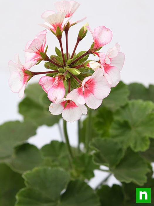 geranium (any color) - plant