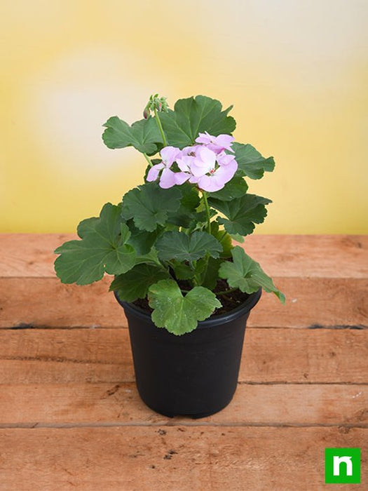 geranium ivy - plant