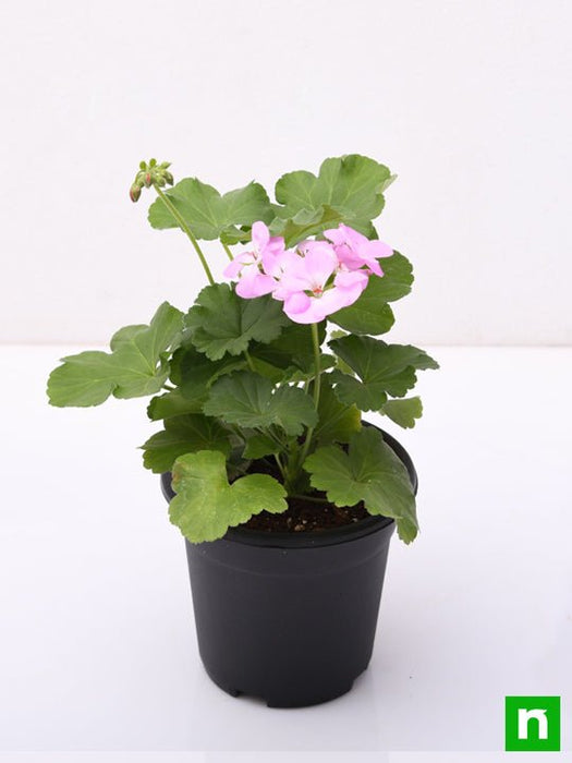 geranium ivy - plant