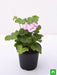 geranium ivy - plant