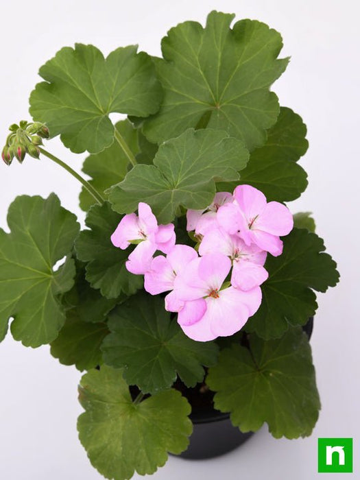 geranium ivy - plant