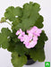 geranium ivy - plant