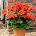 geranium (orange) - plant