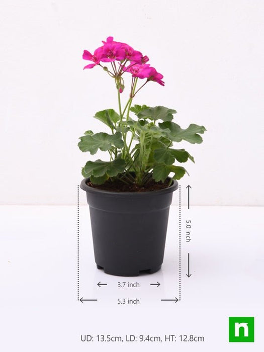 geranium (pink) - plant