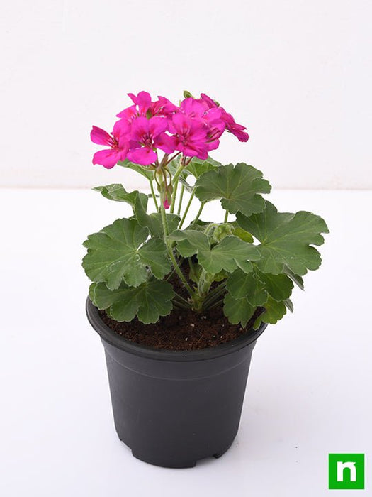 geranium (pink) - plant