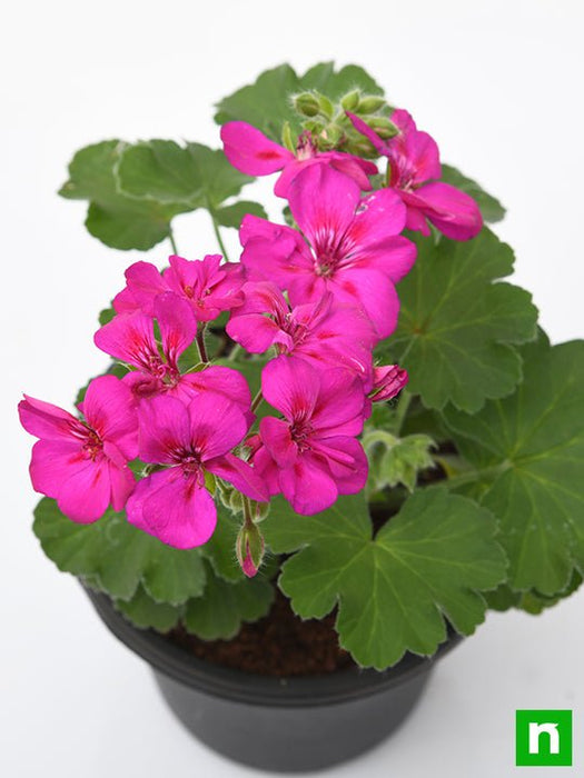 geranium (pink) - plant