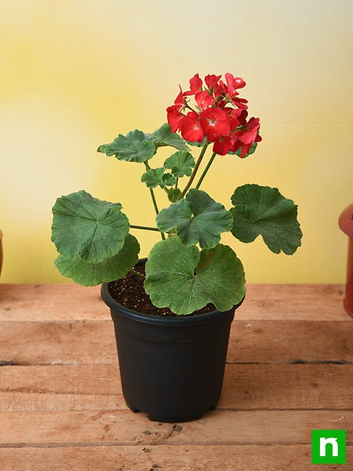 geranium (red) - plant