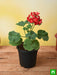 geranium (red) - plant