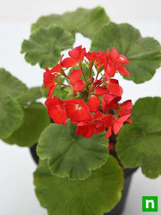 geranium (red) - plant