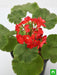 geranium (red) - plant